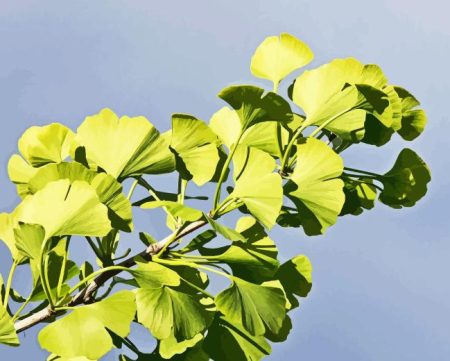 Ginkgo Tree Diamond Painting