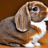 Holland Lop Diamond Painting