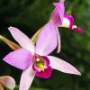 Laelia Orchid Diamond Painting