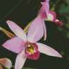 Laelia Orchid Diamond Painting