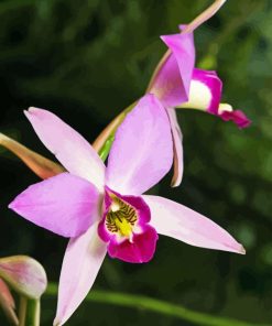 Laelia Orchid Diamond Painting