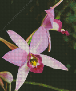 Laelia Orchid Diamond Painting