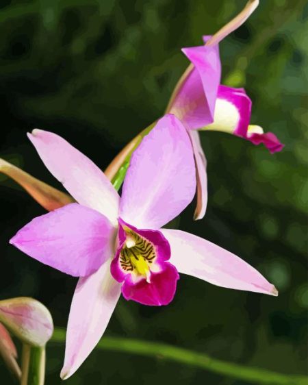 Laelia Orchid Diamond Painting