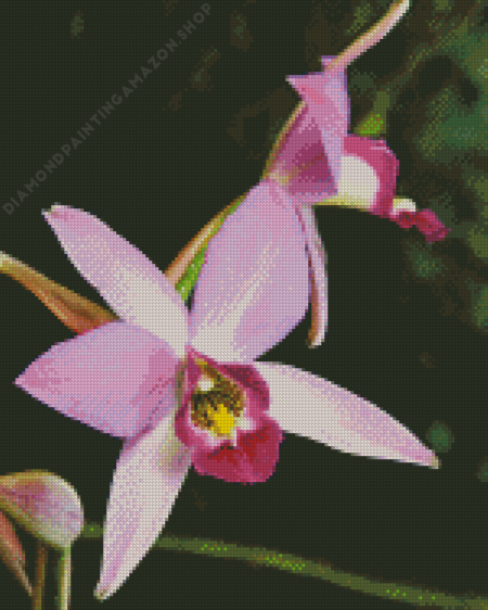Laelia Orchid Diamond Painting