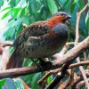 Chinese Bamboo Partridge On Branch Diamond Painting