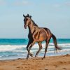 Horse At The Beach Diamond Painting