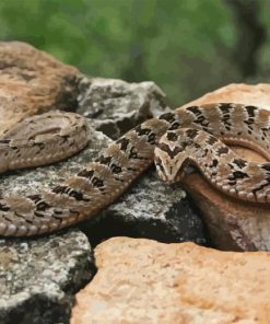 Common Adder Snake Diamond Painting