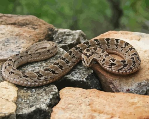 Common Adder Snake Diamond Painting