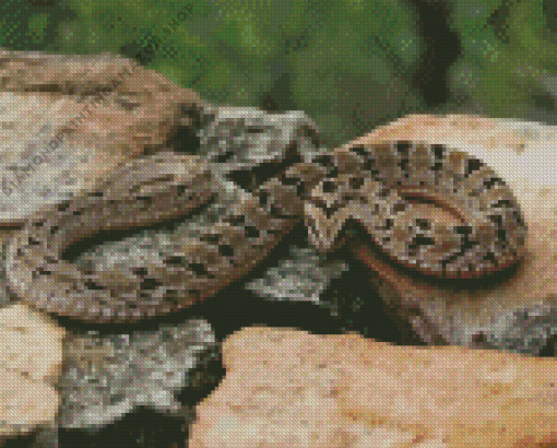 Common Adder Snake Diamond Painting