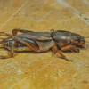 Cricket Diamond Painting