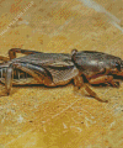 Cricket Diamond Painting