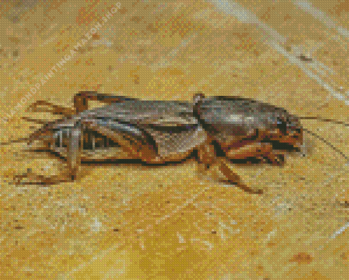 Cricket Diamond Painting