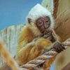 Little Gibbon Diamond Painting