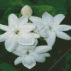 Jasminum Diamond Painting