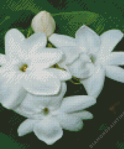 Jasminum Diamond Painting