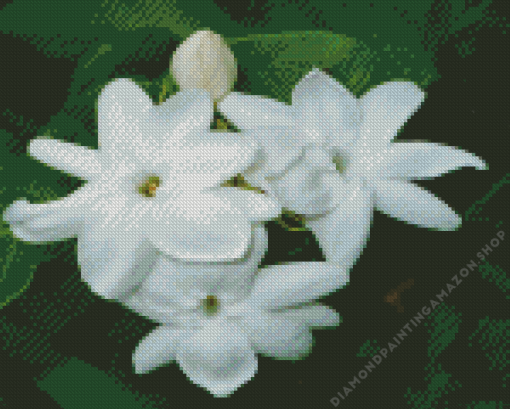 Jasminum Diamond Painting