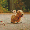 Norfolk Terrier Diamond Painting