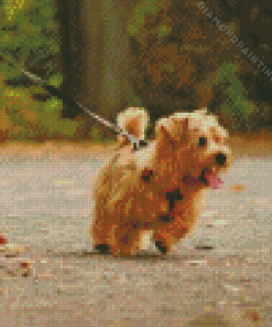 Norfolk Terrier Diamond Painting