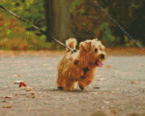 Norfolk Terrier Diamond Painting