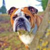 Old English Bulldog Diamond Painting