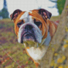 Old English Bulldog Diamond Painting