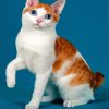 Orange Bobtail Diamond Painting