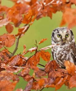 Owl In Fall Diamond Painting