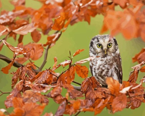 Owl In Fall Diamond Painting