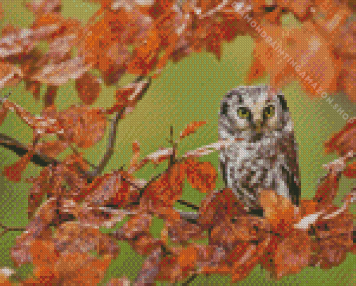 Owl In Fall Diamond Painting