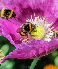 Poppy With Bees Diamond Painting