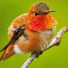 Rufous Hummingbird Diamond Painting