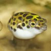 Small Puffer Fish Diamond Painting