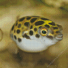 Small Puffer Fish Diamond Painting