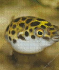 Small Puffer Fish Diamond Painting