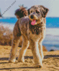 Aussiedoodle Dog Diamond Painting