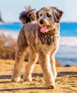 Aussiedoodle Dog Diamond Painting