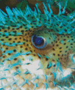 Close Up Blowfish Diamond Painting