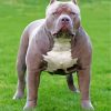 Grey American Bully Diamond Painting