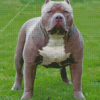 Grey American Bully Diamond Painting