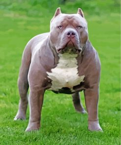 Grey American Bully Diamond Painting