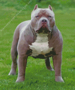 Grey American Bully Diamond Painting