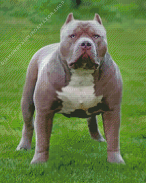 Grey American Bully Diamond Painting