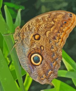 Owl caligo Diamond Painting