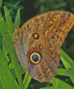 Owl caligo Diamond Painting