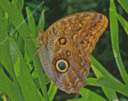 Owl caligo Diamond Painting