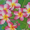 Pink Frangipani Diamond Painting