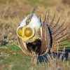 Sage Grouse Bird Diamond Painting