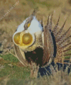 Sage Grouse Bird Diamond Painting