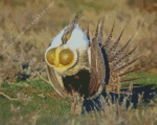 Sage Grouse Bird Diamond Painting