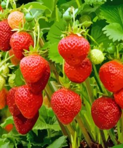 Strawberry Plant Diamond Painting